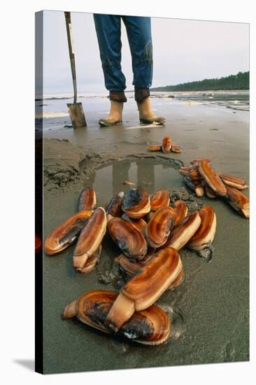 Razor Clams Dug Up on a Beach-David Nunuk-Stretched Canvas