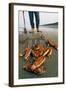 Razor Clams Dug Up on a Beach-David Nunuk-Framed Premium Photographic Print