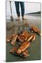 Razor Clams Dug Up on a Beach-David Nunuk-Mounted Premium Photographic Print