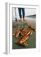 Razor Clams Dug Up on a Beach-David Nunuk-Framed Photographic Print