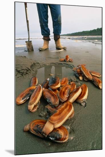 Razor Clams Dug Up on a Beach-David Nunuk-Mounted Photographic Print