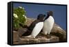 Razorbill (Alca Torda) Pair, Iceland, Polar Regions-James-Framed Stretched Canvas