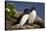 Razorbill (Alca Torda) Pair, Iceland, Polar Regions-James-Stretched Canvas