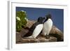 Razorbill (Alca Torda) Pair, Iceland, Polar Regions-James-Framed Photographic Print