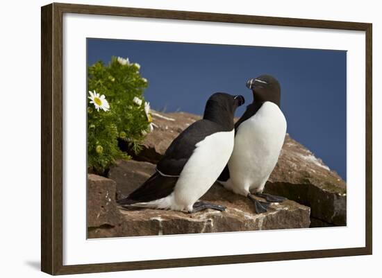 Razorbill (Alca Torda) Pair, Iceland, Polar Regions-James-Framed Photographic Print