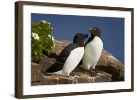 Razorbill (Alca Torda) Pair, Iceland, Polar Regions-James-Framed Photographic Print