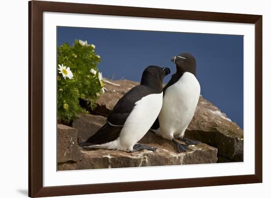 Razorbill (Alca Torda) Pair, Iceland, Polar Regions-James-Framed Photographic Print