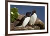 Razorbill (Alca Torda) Pair, Iceland, Polar Regions-James-Framed Photographic Print