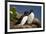 Razorbill (Alca Torda) Pair, Iceland, Polar Regions-James-Framed Photographic Print