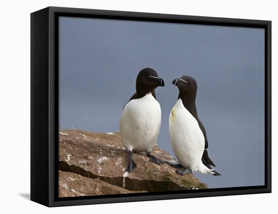 Razorbill (Alca Torda) Pair, Iceland, Polar Regions-James Hager-Framed Stretched Canvas