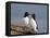 Razorbill (Alca Torda) Pair, Iceland, Polar Regions-James Hager-Framed Stretched Canvas