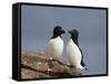 Razorbill (Alca Torda) Pair, Iceland, Polar Regions-James Hager-Framed Stretched Canvas