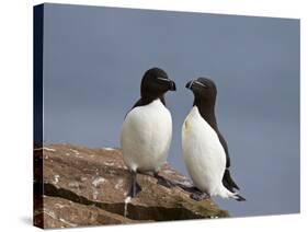 Razorbill (Alca Torda) Pair, Iceland, Polar Regions-James Hager-Stretched Canvas