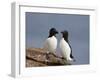 Razorbill (Alca Torda) Pair, Iceland, Polar Regions-James Hager-Framed Photographic Print