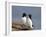 Razorbill (Alca Torda) Pair, Iceland, Polar Regions-James Hager-Framed Photographic Print