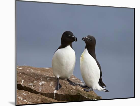 Razorbill (Alca Torda) Pair, Iceland, Polar Regions-James Hager-Mounted Photographic Print