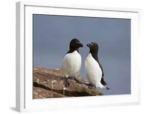 Razorbill (Alca Torda) Pair, Iceland, Polar Regions-James Hager-Framed Photographic Print