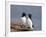 Razorbill (Alca Torda) Pair, Iceland, Polar Regions-James Hager-Framed Photographic Print