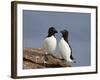 Razorbill (Alca Torda) Pair, Iceland, Polar Regions-James Hager-Framed Photographic Print