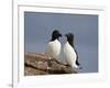 Razorbill (Alca Torda) Pair, Iceland, Polar Regions-James Hager-Framed Photographic Print