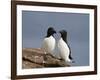 Razorbill (Alca Torda) Pair, Iceland, Polar Regions-James Hager-Framed Photographic Print