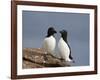 Razorbill (Alca Torda) Pair, Iceland, Polar Regions-James Hager-Framed Photographic Print