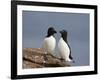 Razorbill (Alca Torda) Pair, Iceland, Polar Regions-James Hager-Framed Photographic Print