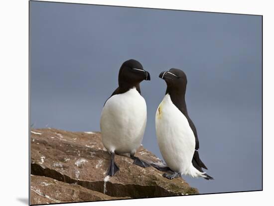 Razorbill (Alca Torda) Pair, Iceland, Polar Regions-James Hager-Mounted Photographic Print