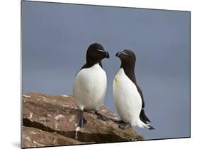 Razorbill (Alca Torda) Pair, Iceland, Polar Regions-James Hager-Mounted Photographic Print