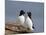 Razorbill (Alca Torda) Pair, Iceland, Polar Regions-James Hager-Mounted Photographic Print