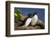 Razorbill (Alca Torda) Pair, Iceland, Polar Regions-James-Framed Photographic Print