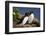 Razorbill (Alca Torda) Pair, Iceland, Polar Regions-James-Framed Photographic Print