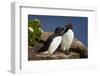 Razorbill (Alca Torda) Pair, Iceland, Polar Regions-James-Framed Photographic Print