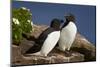 Razorbill (Alca Torda) Pair, Iceland, Polar Regions-James-Mounted Photographic Print