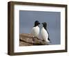 Razorbill (Alca Torda) Pair, Iceland, Polar Regions-James Hager-Framed Photographic Print