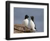 Razorbill (Alca Torda) Pair, Iceland, Polar Regions-James Hager-Framed Photographic Print