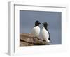 Razorbill (Alca Torda) Pair, Iceland, Polar Regions-James Hager-Framed Photographic Print