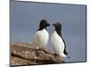 Razorbill (Alca Torda) Pair, Iceland, Polar Regions-James Hager-Mounted Photographic Print