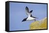 Razorbill (Alca Torda) Taking Off from Cliff. June 2010-Peter Cairns-Framed Stretched Canvas