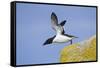 Razorbill (Alca Torda) Taking Off from Cliff. June 2010-Peter Cairns-Framed Stretched Canvas