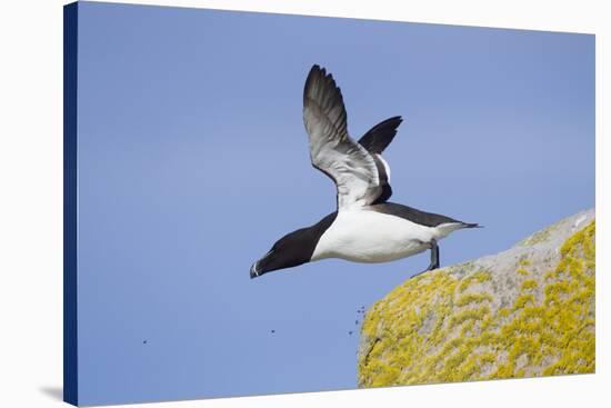 Razorbill (Alca Torda) Taking Off from Cliff. June 2010-Peter Cairns-Stretched Canvas