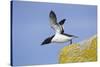 Razorbill (Alca Torda) Taking Off from Cliff. June 2010-Peter Cairns-Stretched Canvas