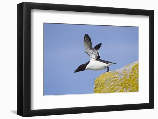 Razorbill (Alca Torda) Taking Off from Cliff. June 2010-Peter Cairns-Framed Photographic Print