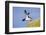 Razorbill (Alca Torda) Taking Off from Cliff. June 2010-Peter Cairns-Framed Photographic Print