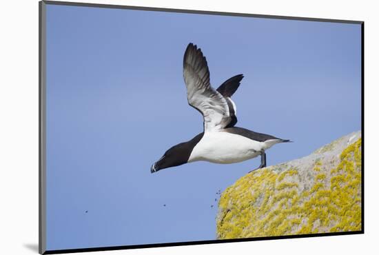 Razorbill (Alca Torda) Taking Off from Cliff. June 2010-Peter Cairns-Mounted Photographic Print