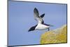 Razorbill (Alca Torda) Taking Off from Cliff. June 2010-Peter Cairns-Mounted Photographic Print