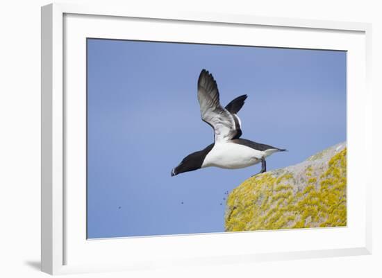 Razorbill (Alca Torda) Taking Off from Cliff. June 2010-Peter Cairns-Framed Photographic Print