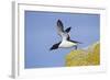 Razorbill (Alca Torda) Taking Off from Cliff. June 2010-Peter Cairns-Framed Photographic Print