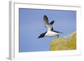 Razorbill (Alca Torda) Taking Off from Cliff. June 2010-Peter Cairns-Framed Photographic Print