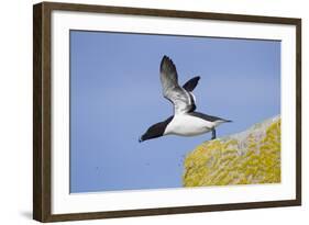 Razorbill (Alca Torda) Taking Off from Cliff. June 2010-Peter Cairns-Framed Photographic Print